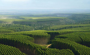 Forestland in Brazil