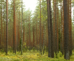 Latvia forest