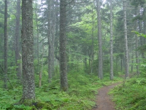 forestland