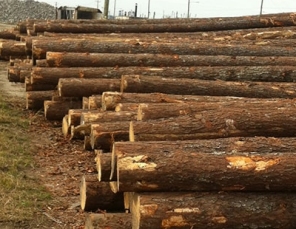 Southern pine logs