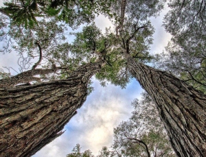 Australia trees