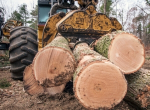 Maine timber harvesting