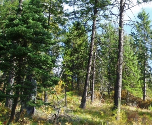 Montana forest