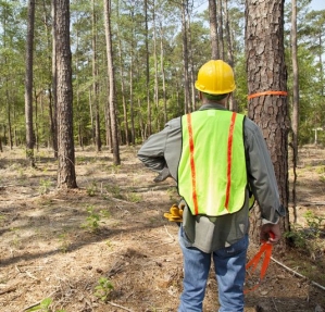 sustainable wood fiber