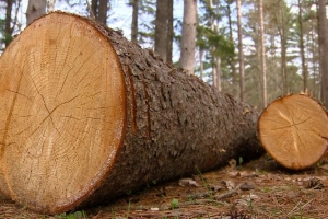 timber harvest