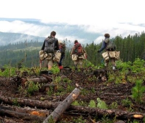 tree planting