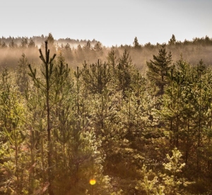 Forestland in Southern Sweden