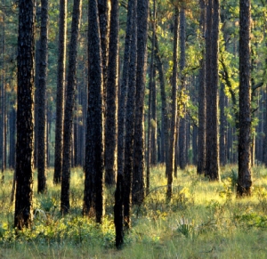 southern pine forest