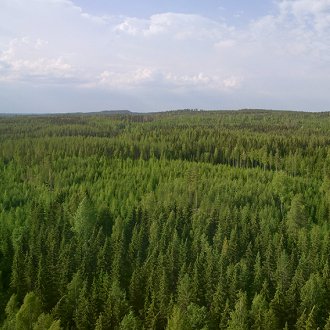Finland forestry