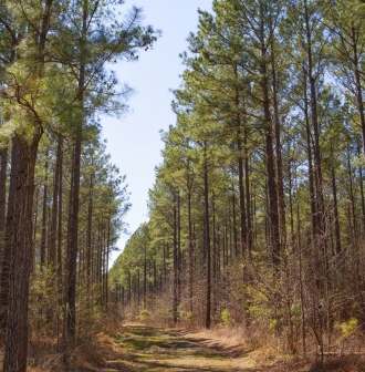 North Carolina timberlands