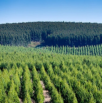 Tree plantations - South Africa