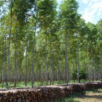 eucalyptus Paraguay