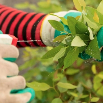 seedling in hand