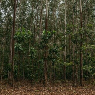 eucalyptus trees in Brazil
