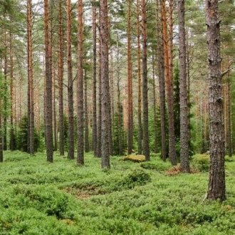 Forest in Sweden