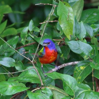 International Paper conserving forest ecosystems