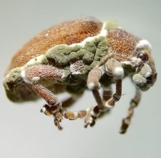 Eucalyptus snout beetle