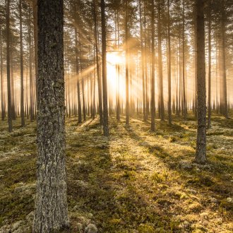 Stora Enso forest land